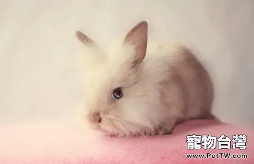 老齡兔兔 更需細心照料