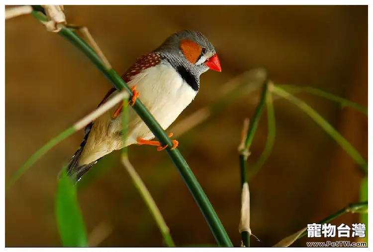 珍珠鳥的飼養建議(1圖)-寵物台灣