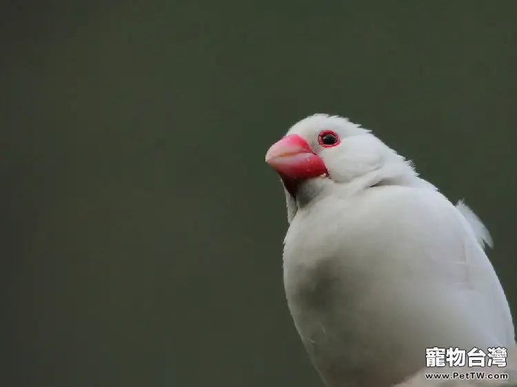 白文鳥的穀類主食介紹(1圖)-寵物台灣
