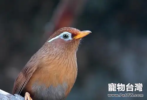 畫眉鳥夏季飼養守則(1圖)-寵物台灣