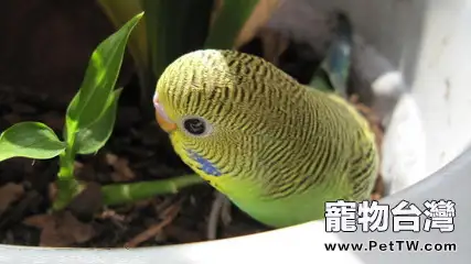 教你如何訓練虎皮鸚鵡特技表演(1圖)-寵物台灣