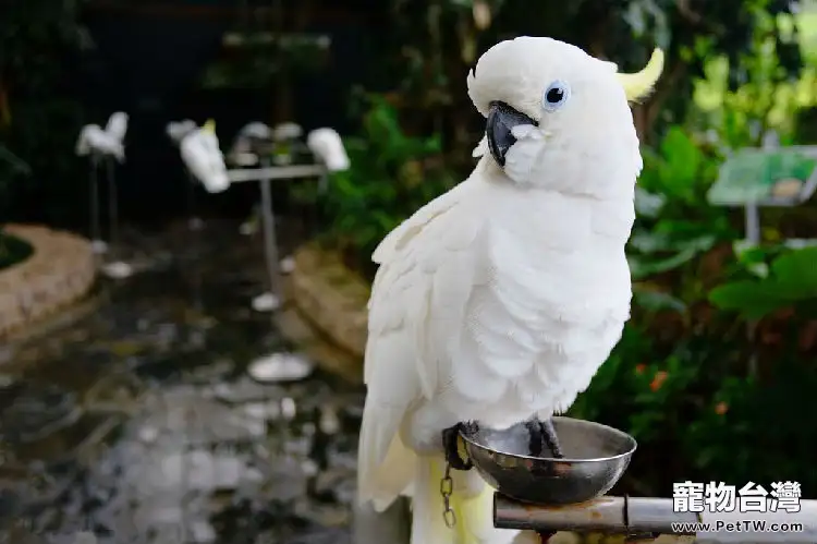 訓練鸚鵡學說話的技巧（1圖）-寵物台灣