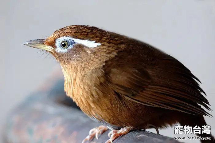 畫眉鳥換毛期的自製飼料