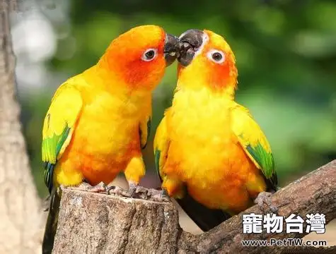 金太陽鸚鵡的品種介紹