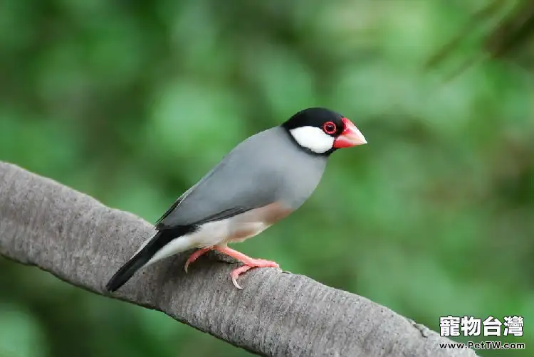 灰文鳥的繁殖簡介