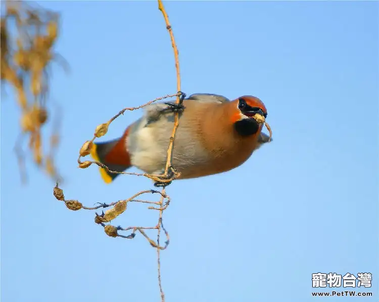 太平鳥的外觀特徵介紹