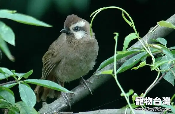 遛畫眉鳥的時機及禁忌