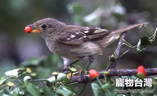 告訴你寵物鳥愛吃辣椒的原因