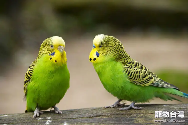 如何正確飼養讓鳥寶貝長壽