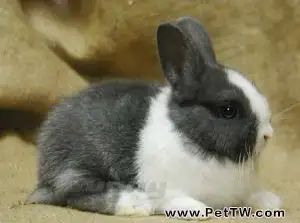 荷蘭兔的品貌特徵