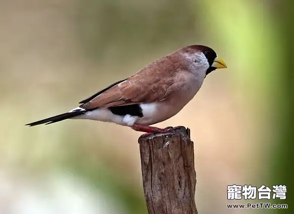 黑喉草雀的品種特色(1圖)-寵物台灣