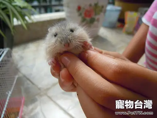 為何建議一鼠一籠飼養倉鼠(1圖)-寵物台灣