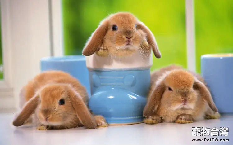 兔兔訓練之生活技能篇