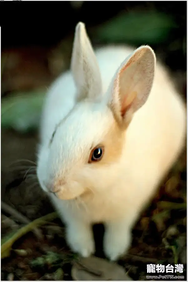 兔兔吃苜蓿草拉軟便怎麼辦