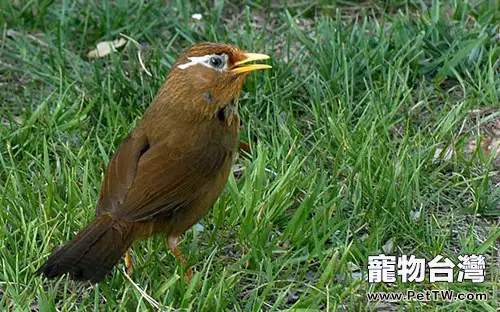 如何給籠子裡的鳥洗浴