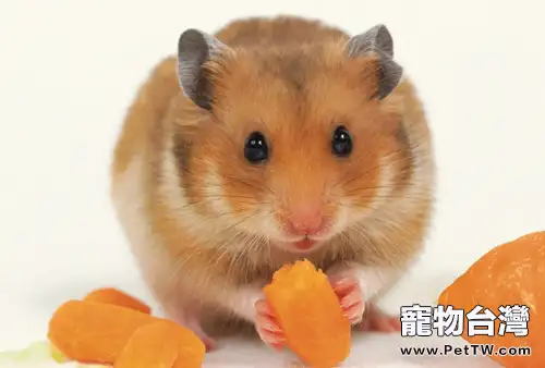 你知道倉鼠喜歡吃什麼食物嗎