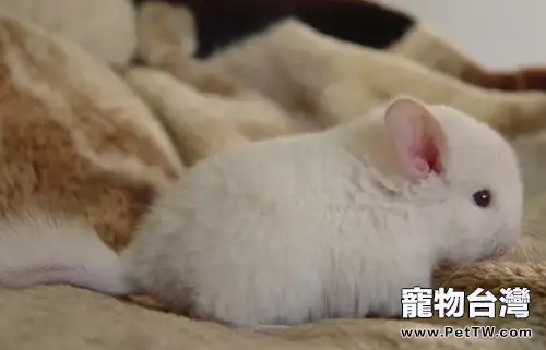 龍貓眼睛易出哪些問題(1圖)-寵物台灣