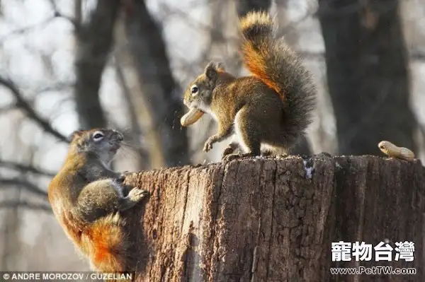 關於松鼠飼養的基本知識