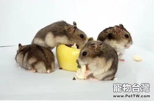 詳解倉鼠寄養的方式及要點(1圖)-寵物台灣