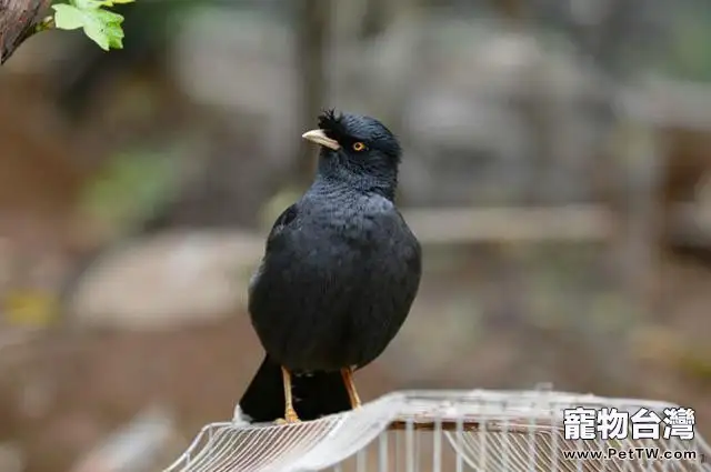 為什麼鳥兒不宜與人共處一室(1圖)-寵物台灣