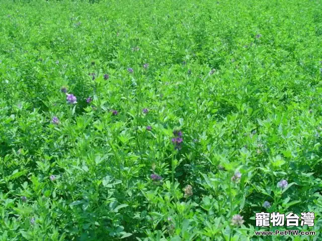 小寵用牧草質量的鑒別(1圖)-寵物台灣