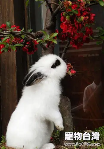 兔兔吃多豆科牧草未必是好事