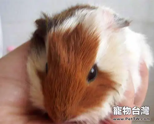 寵物鼠需要注射狂犬病疫苗嗎(1圖)-寵物台灣