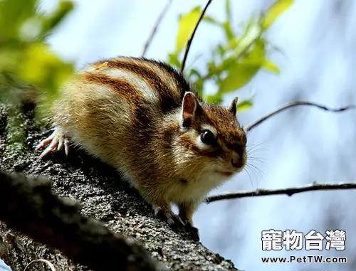 鼠鼠經常性軟便是什麼原因