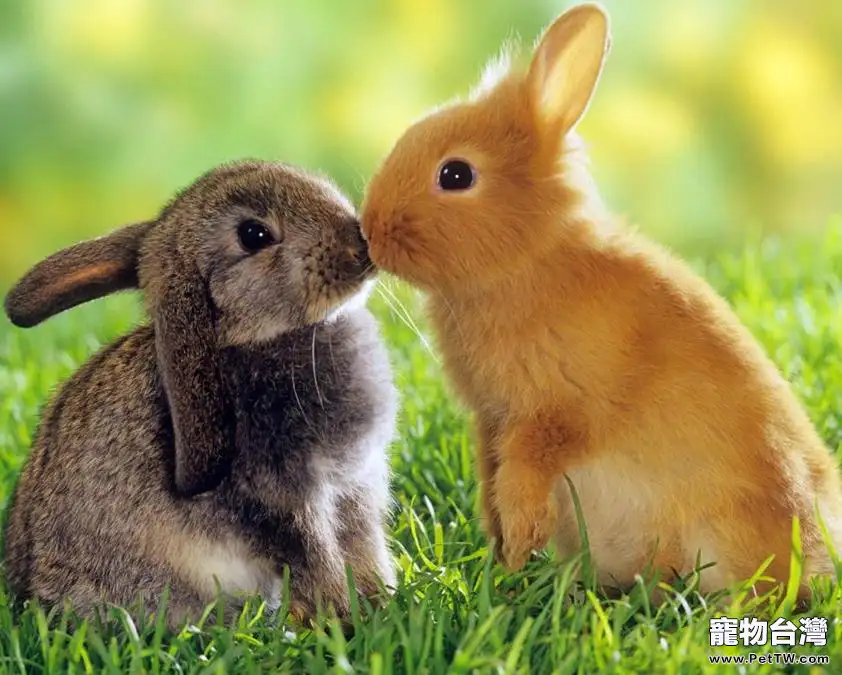 兔子主動親吻你不是不可能