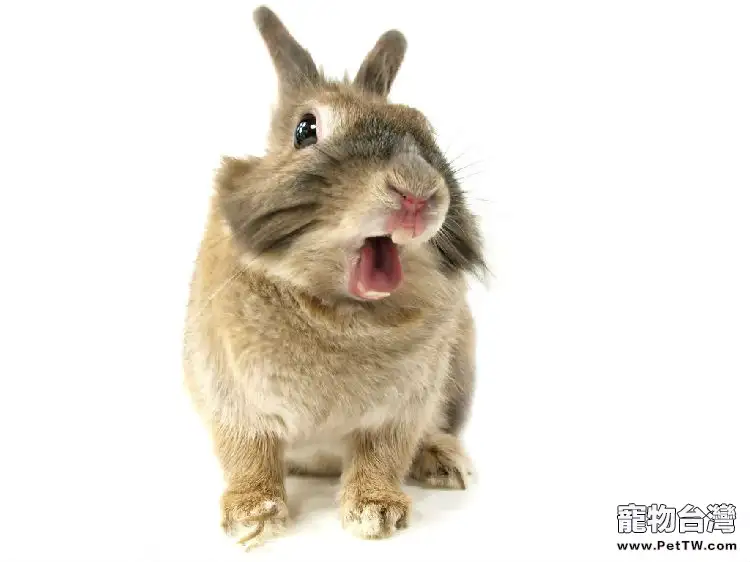 養兔注意：警惕兔兔咬電線