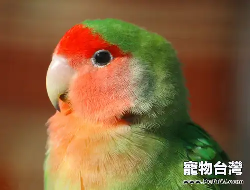 桃面情侶鸚鵡幼鳥飼養要點