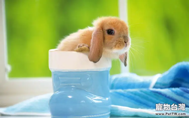 兔兔毛球病，預防重於治療