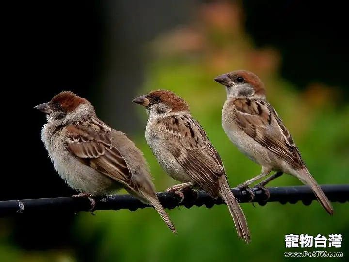 麻雀的飼養及繁殖注意事項