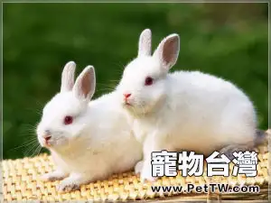 白兔西施兔蝴蝶圖的品貌特徵(共3張圖片)-寵物台灣
