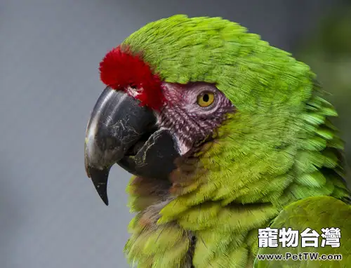 鸚鵡葡萄糖缺乏症簡介(1圖)-寵物台灣