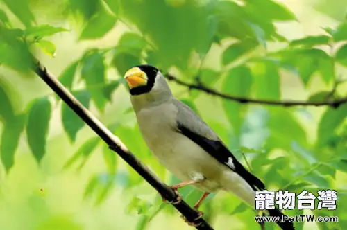 黑頭蠟嘴雀的飼養(1圖)-寵物台灣