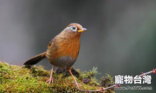 鳥易患哪些外科疾病