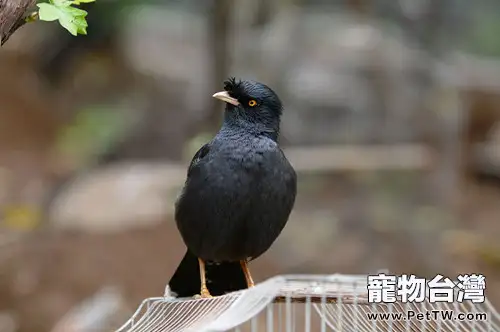 養鳥的具體注意事項