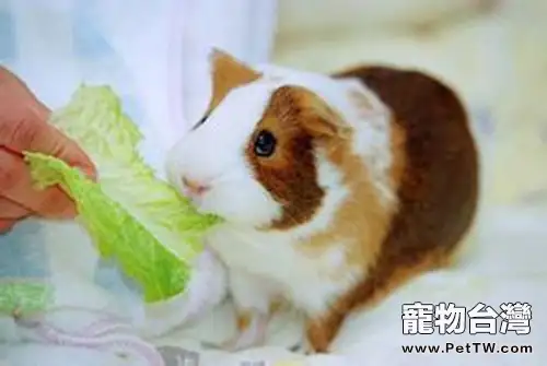 季節變換該如何為荷蘭豬做好保暖(1圖)-寵物台灣