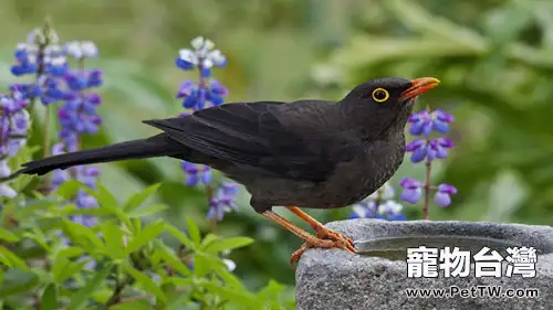 如何增加你和鳥兒的默契（1圖）-寵物台灣