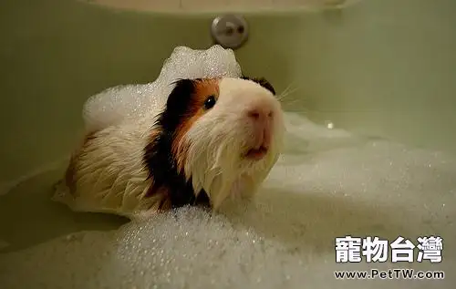 為荷蘭豬洗澡的注意事項