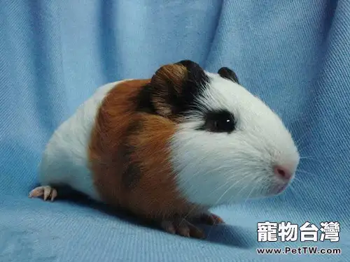 給豬豬飼喂蔬果的技巧(1圖)-寵物台灣