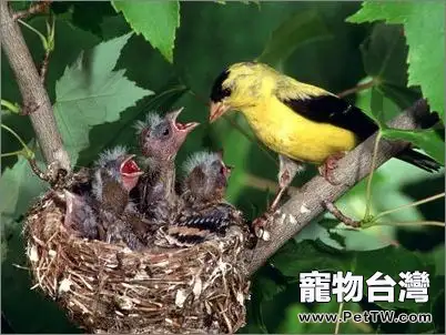 幼鳥各時期斷奶的方法(1圖)-寵物台灣