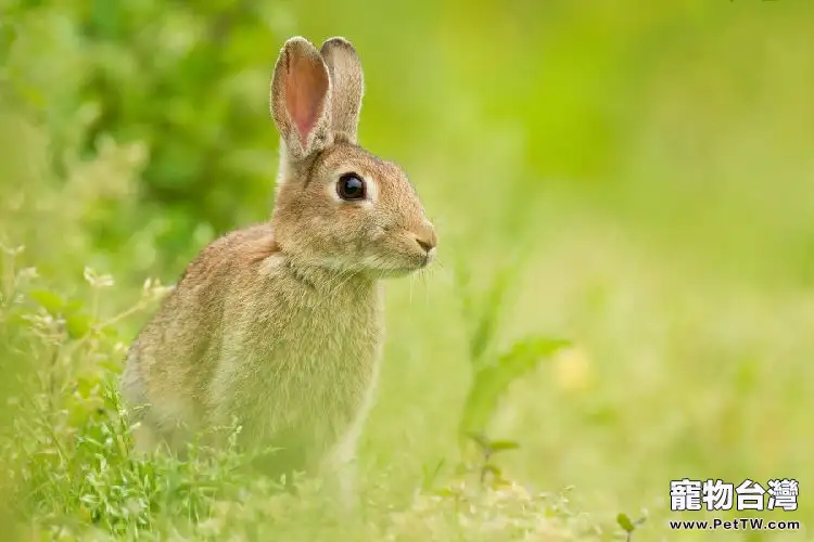 兔兔疥癬病的症狀和治療方法