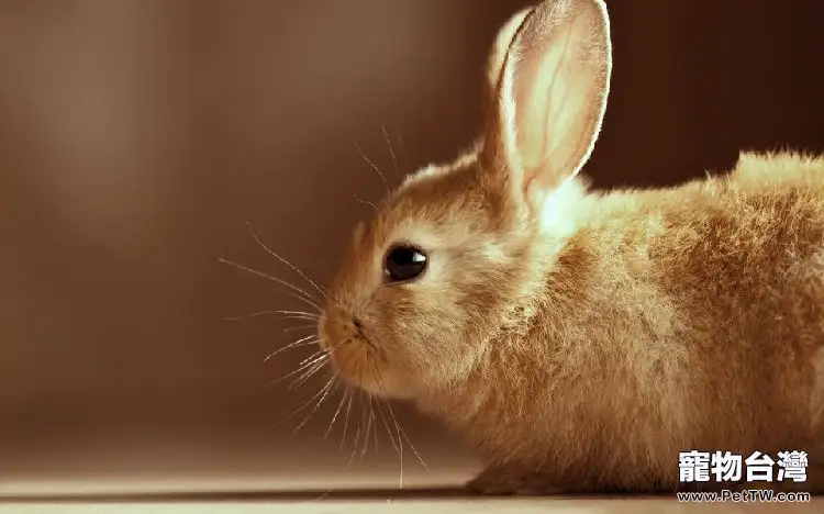兔兔腳皮炎的原因和治療方法