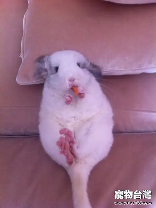 為什麼要喂龍貓吃草(1圖)-寵物台灣