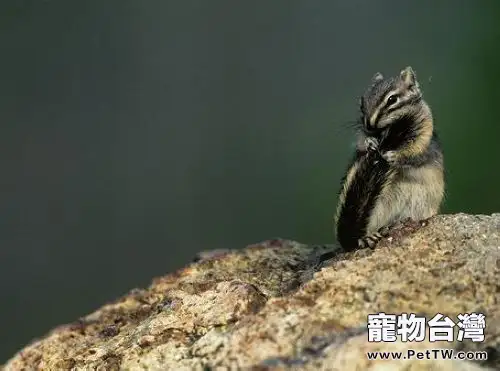 龍貓挑食的解決方法