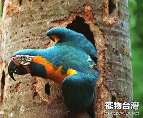 細數家中容易讓鸚鵡中毒的細節(1圖)-寵物台灣