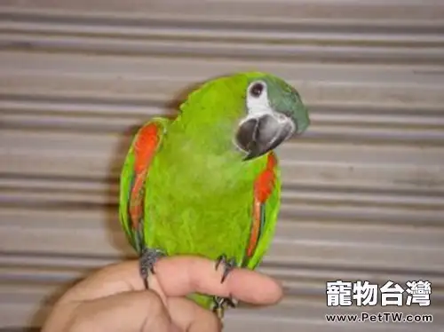 鸚鵡排泄物氨氣中毒簡介(1圖)-寵物台灣
