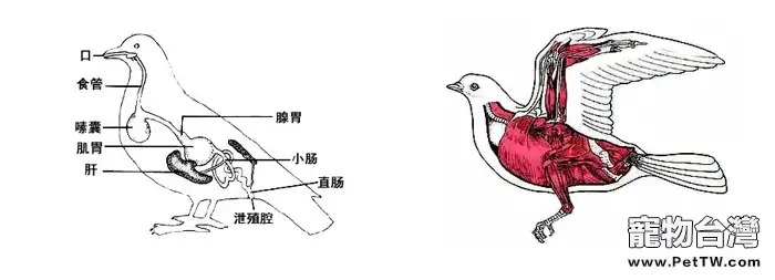 一張圖告訴你鳥能否邊飛邊排泄